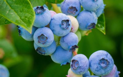 Planting, growing and caring for Blueberries