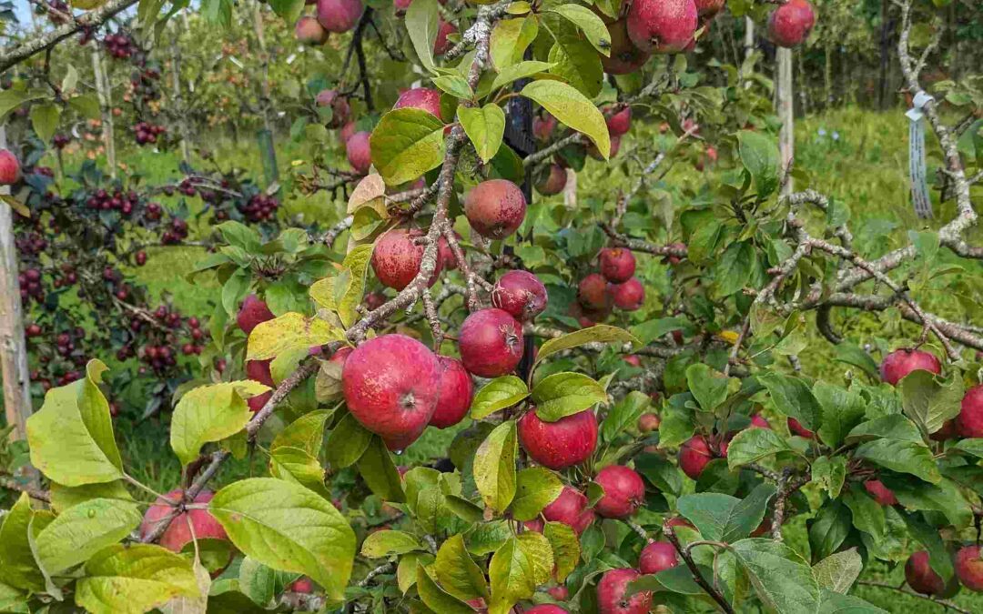 Ireland’s Heritage Apple trees