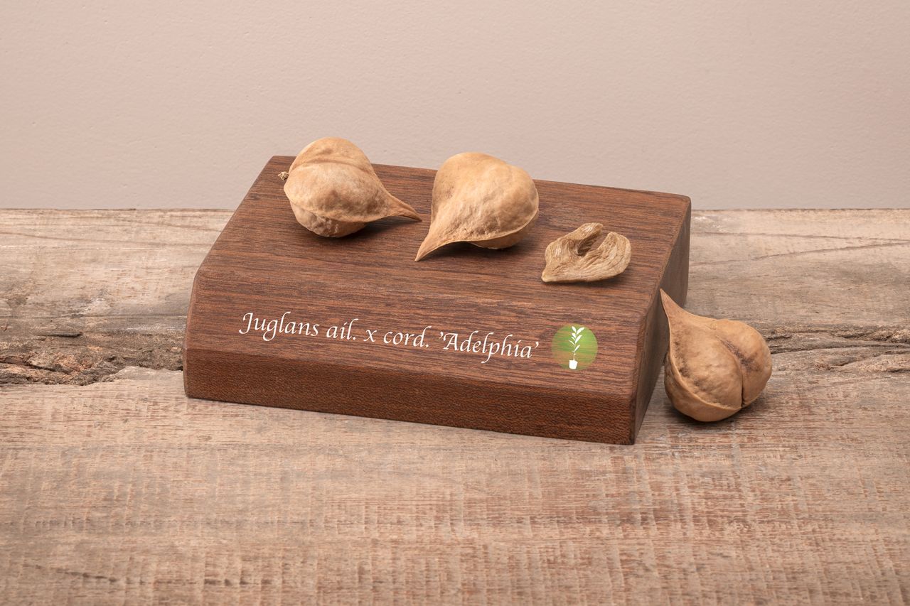 Juglans ail. x cord. 'Adelphia'-3918